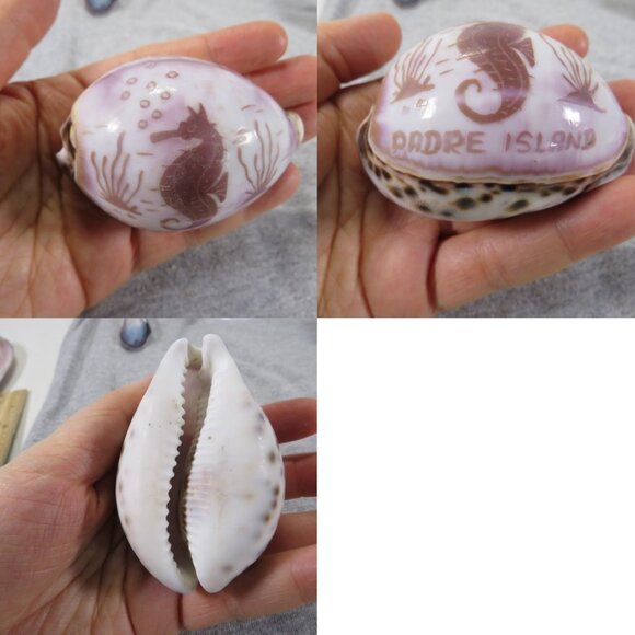 REAL Sea Shells PURPLE wide variety of sizes (all items in 1st pic) 1lb + - Picture 8 of 16